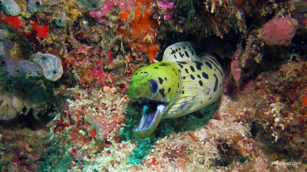 9386-Fimbriated-moray-speaks-at-Lobster-Wall-diving-with-Scuba-Junkies-Mabul-DPI-9386
