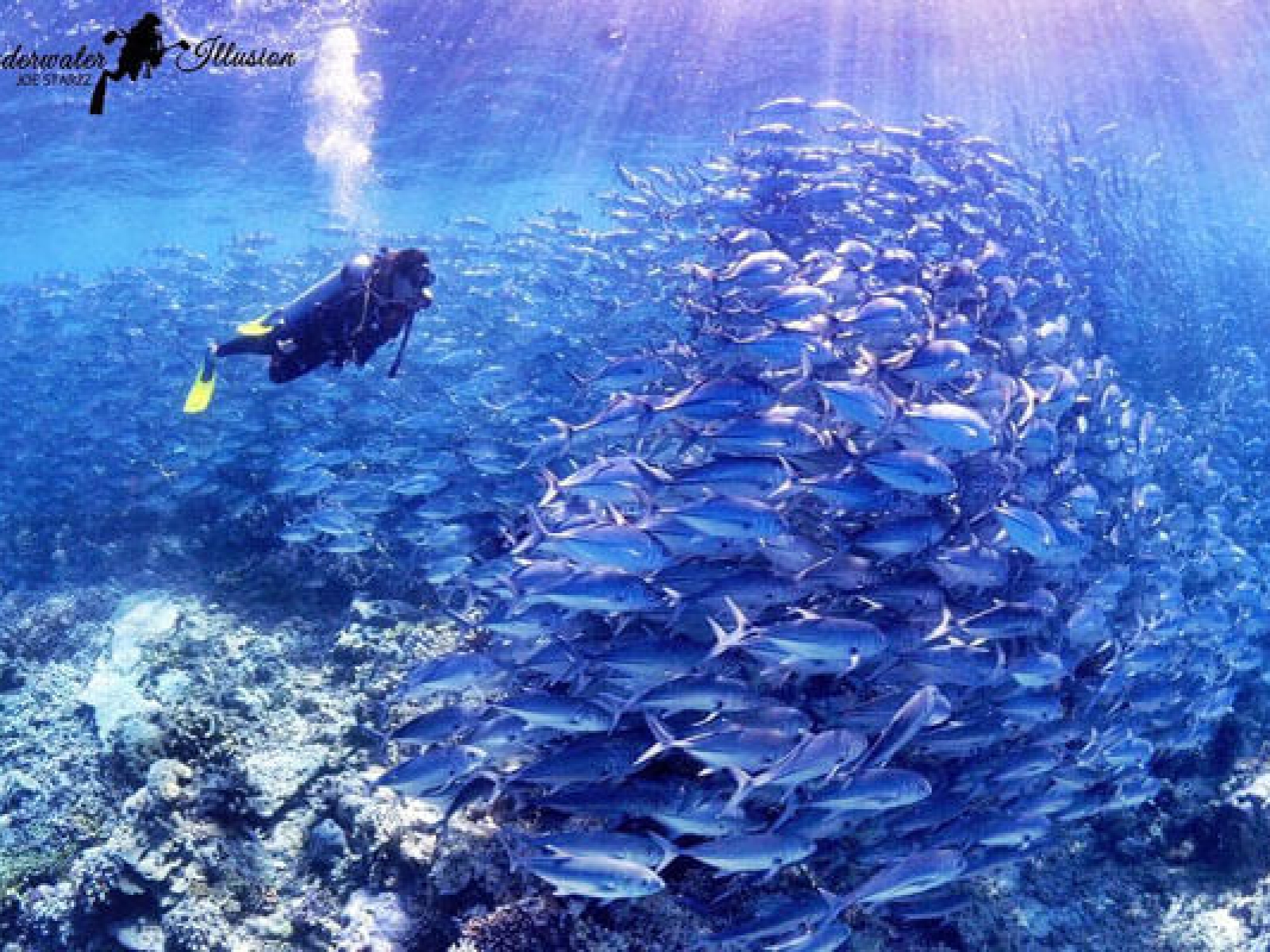Image credit: Joe Starzz from Underwater Illusions